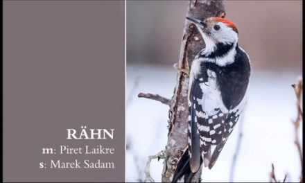 CD album – Linnulaulude plaat | Laikre.ee